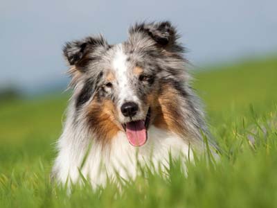 Shetland Sheepdog